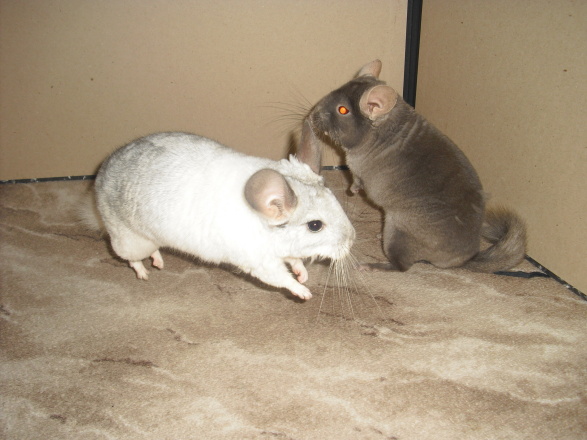 CIMG7713.JPG